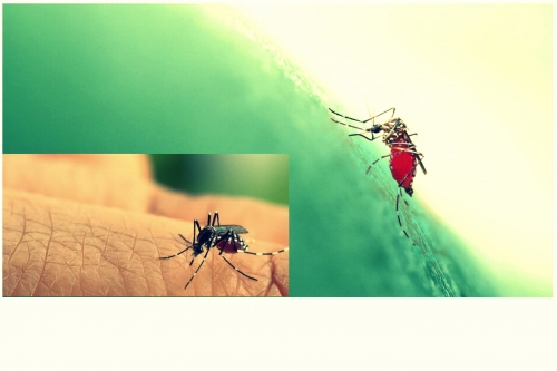 PAHAMKAH ANDA FASE KRITIS DEMAM BERDARAH DENGUE???