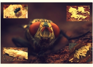 LALAT BERBAHAYA ??? AYO MARI MENGENAL  LEBIH JAUH...