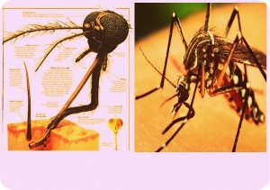 NYAMUK MENGHISAP BUKAN MENGIGIT. !